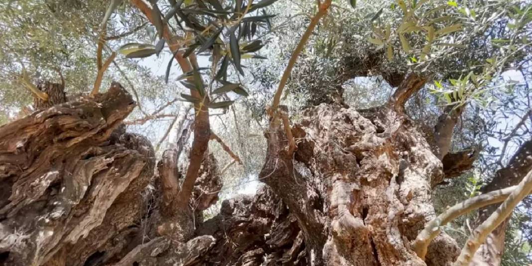 4 bin yıldır hayatta: Dünyanın en yaşlı ağacı yılda 20.000 ziyaretçi çekiyor 1